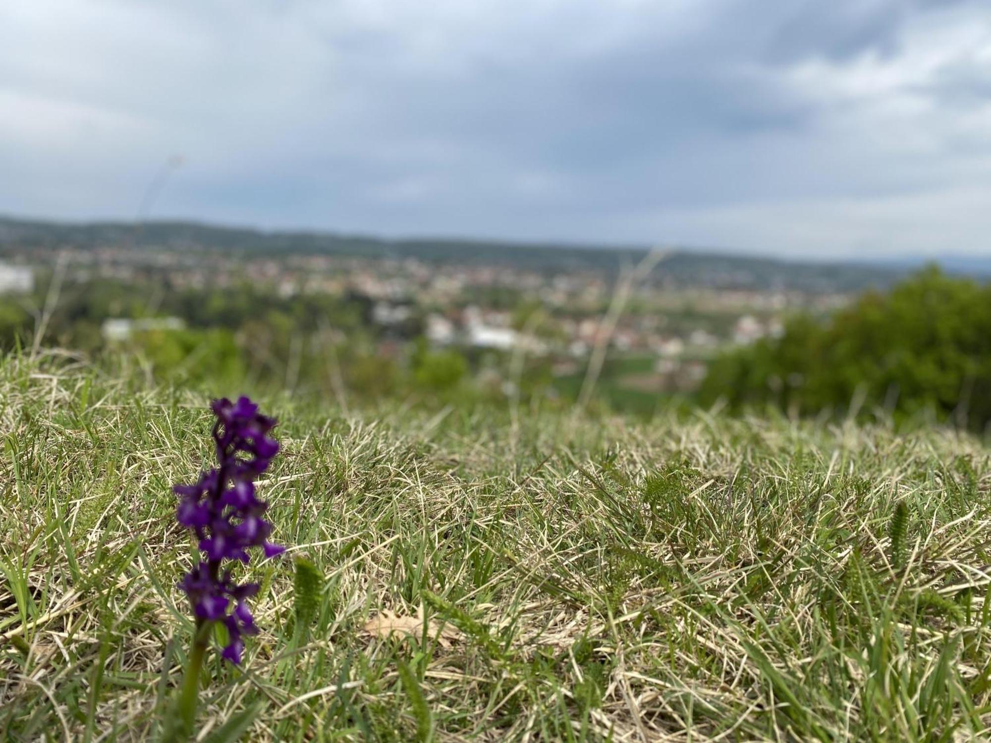 Apartman Mina Mataruska Banja Luaran gambar